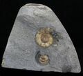 Two Promicroceras Ammonites - England #30735-1